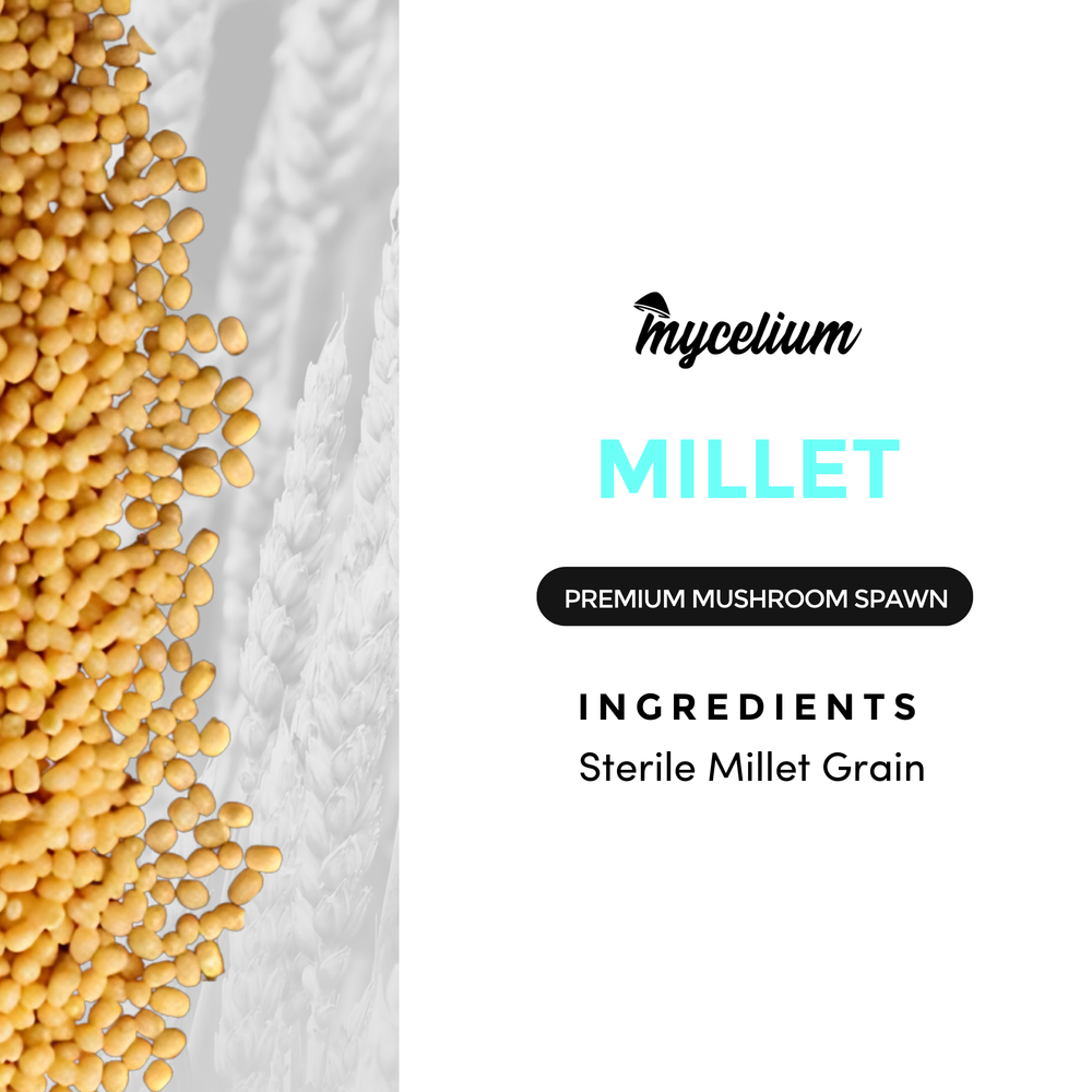 
                      
                        Sterile Millet Grain
                      
                    