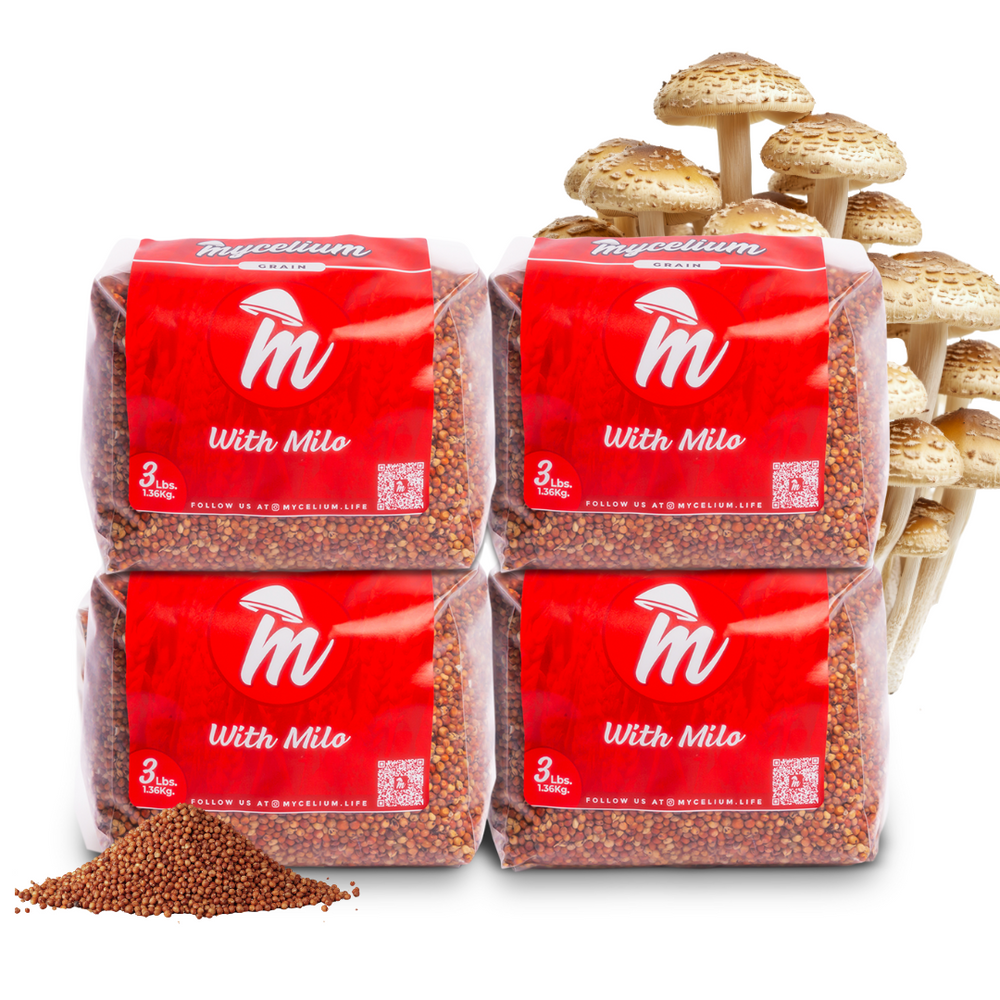 
                      
                        Sterile Milo Grain Spawn
                      
                    