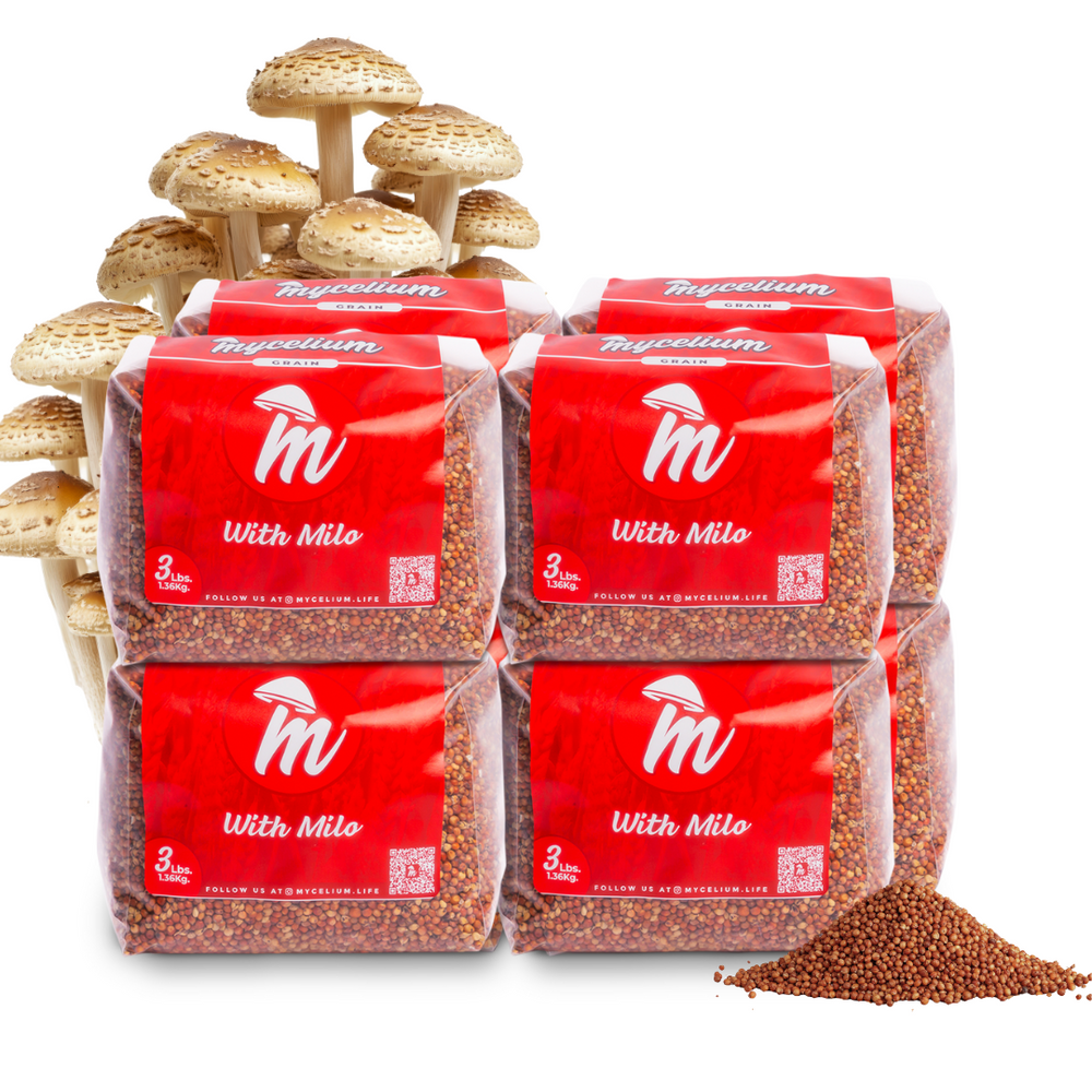 
                      
                        Sterile Milo Grain Spawn
                      
                    