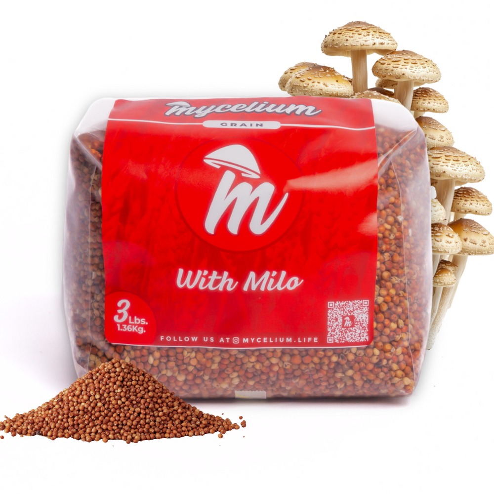 
                      
                        Sterile Milo Grain Spawn
                      
                    