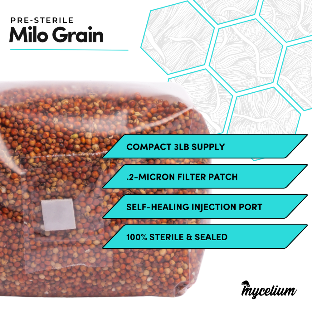 
                      
                        Sterile Milo Grain Spawn
                      
                    