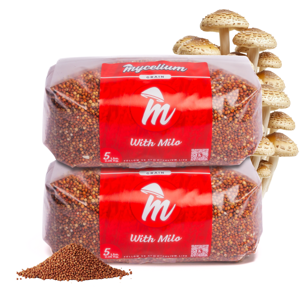 
                      
                        Sterile Milo Grain Spawn
                      
                    