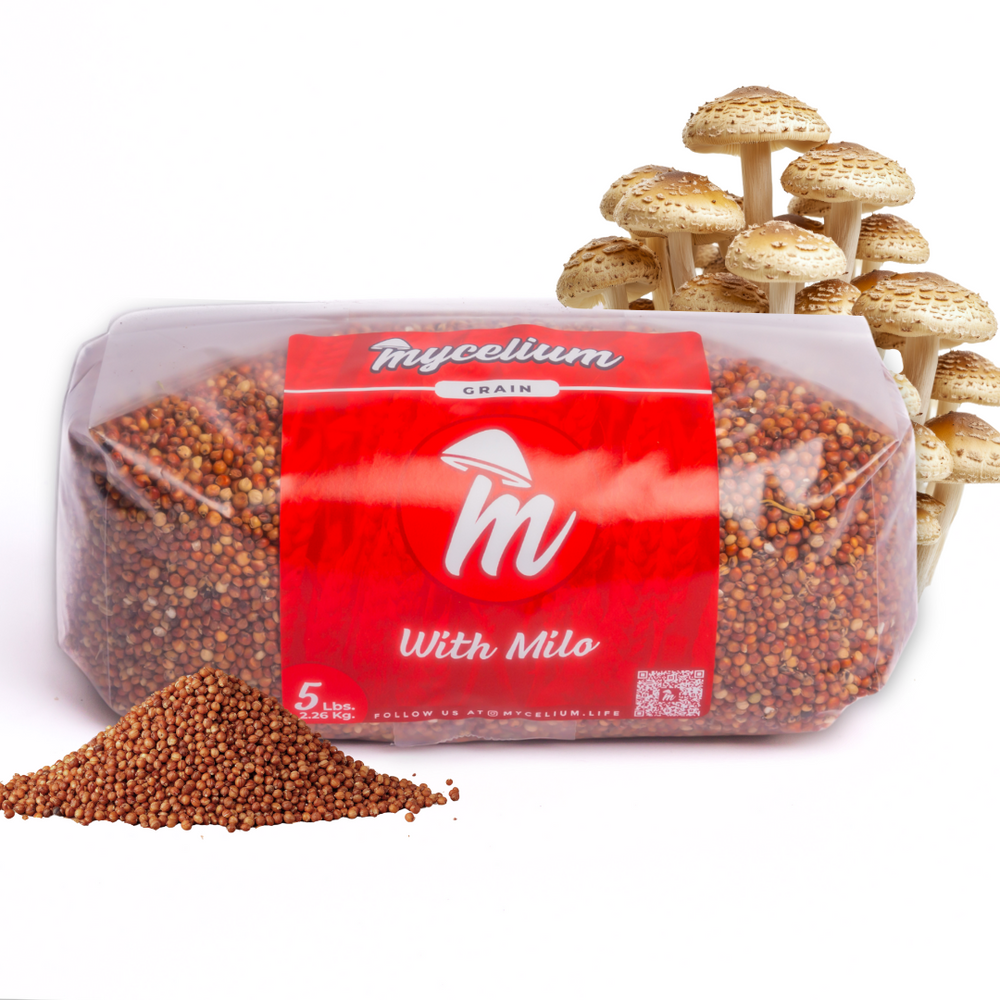 Sterile Milo Grain Spawn
