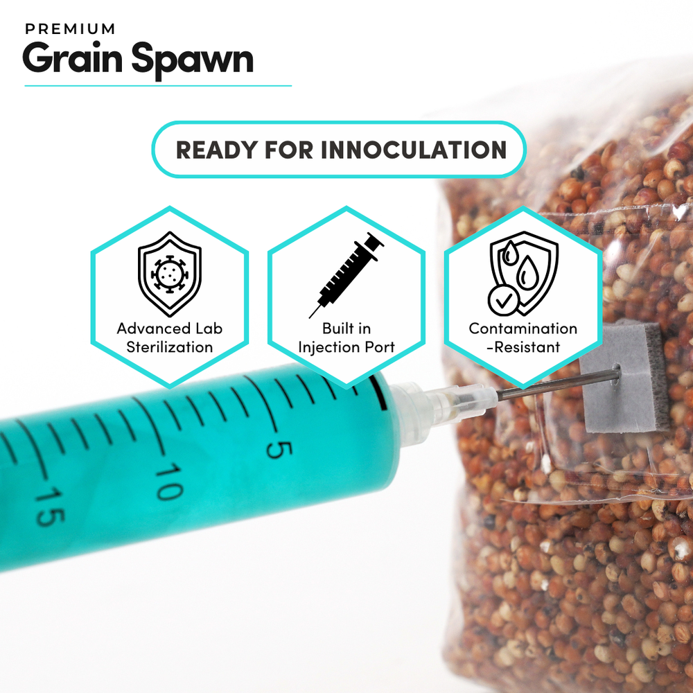 
                      
                        Sterile Milo Grain Spawn
                      
                    