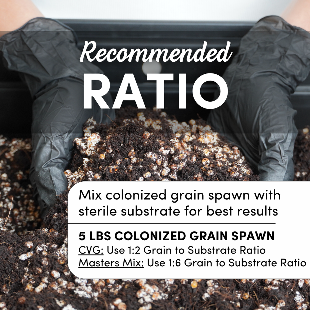 
                      
                        Sterile Milo Grain Spawn
                      
                    