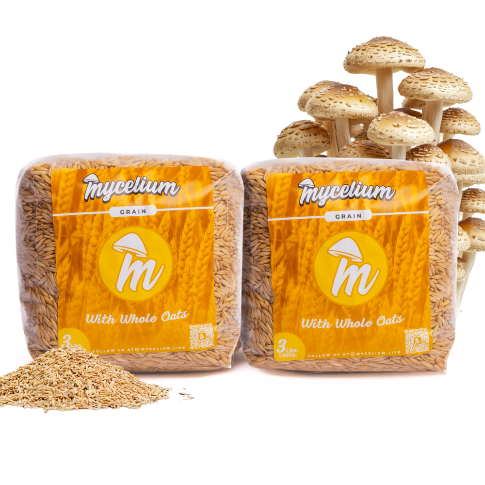 
                      
                        Sterile Whole Oats Grain Spawn
                      
                    