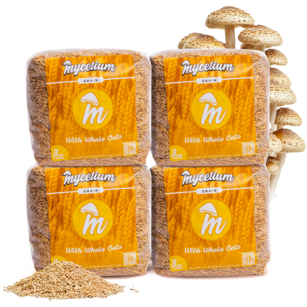 
                      
                        Sterile Whole Oats Grain Spawn
                      
                    