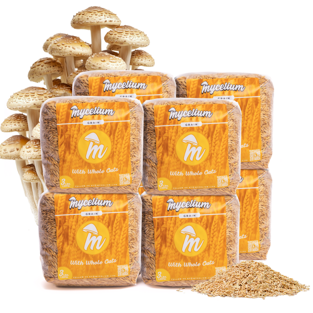 
                      
                        Sterile Whole Oats Grain Spawn
                      
                    