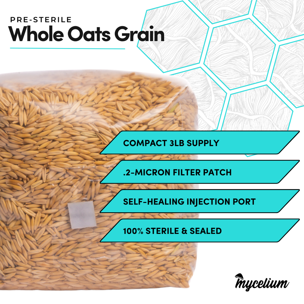 
                      
                        Sterile Whole Oats Grain Spawn
                      
                    