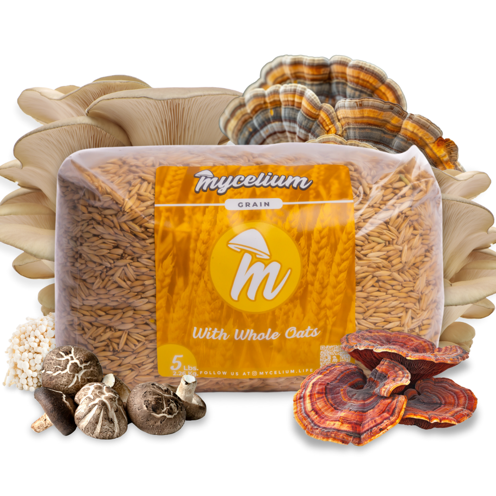 Sterile Whole Oats Grain Spawn