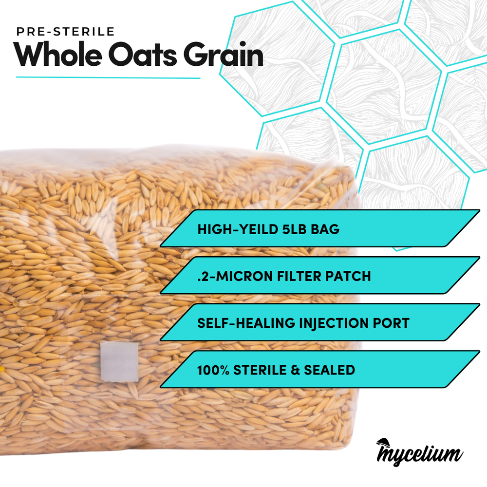 Sterile Whole Oats Grain Spawn