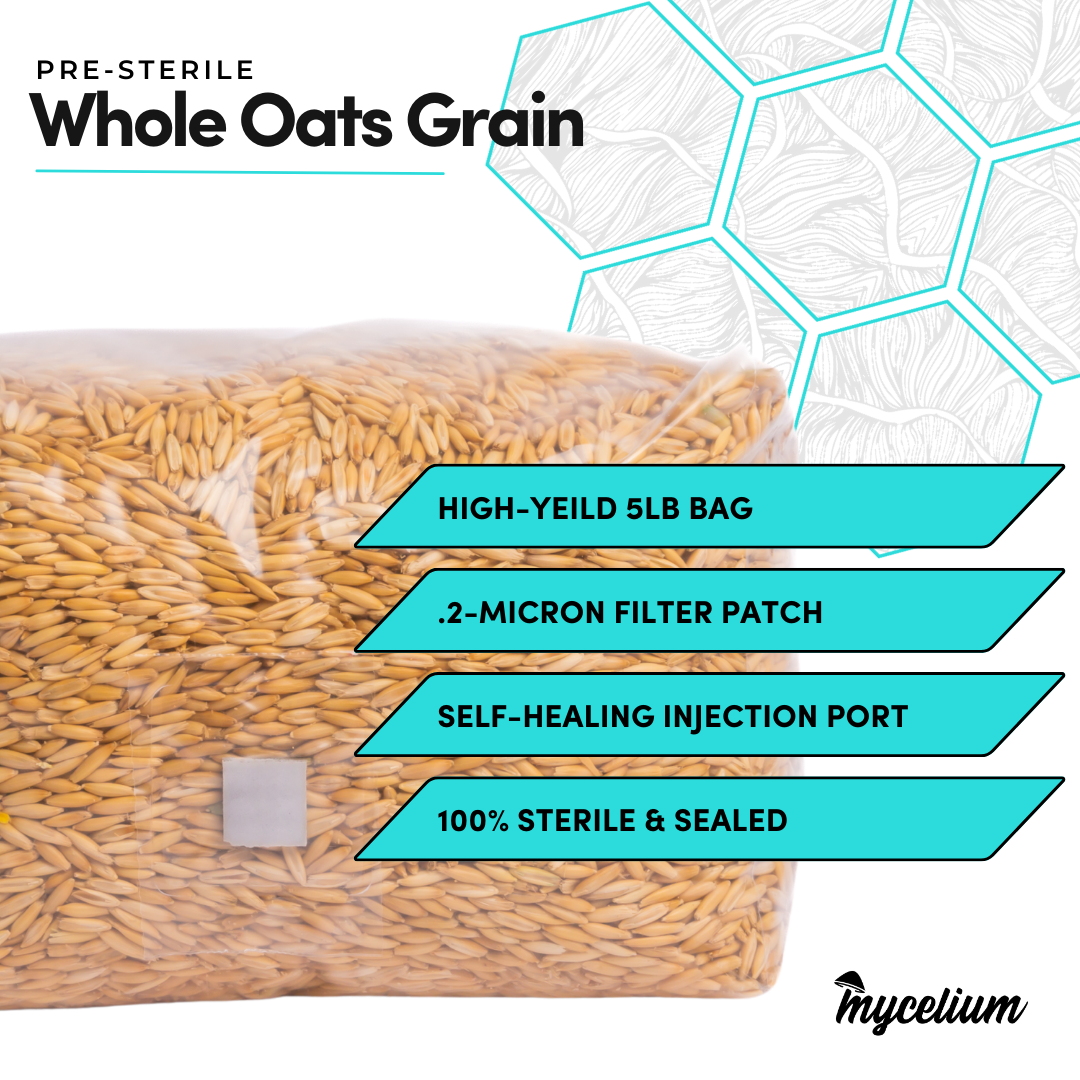 Sterile Whole Oats Grain Spawn