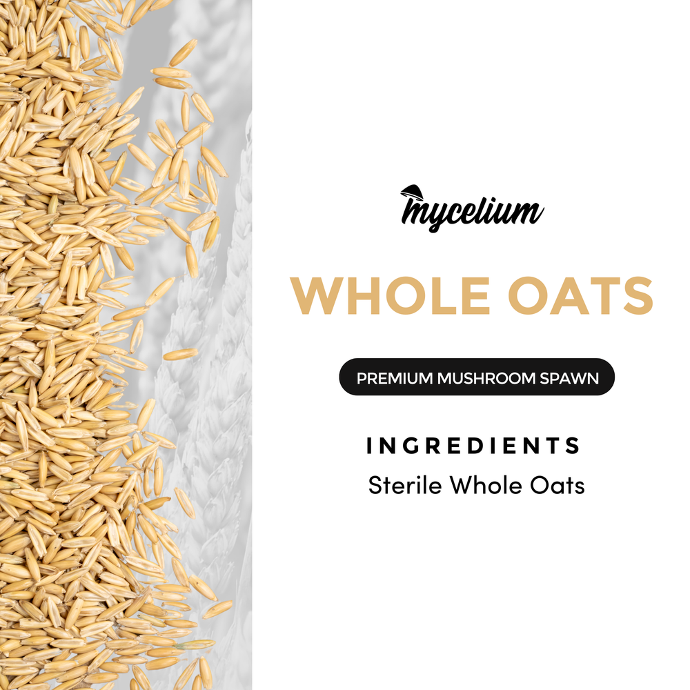 
                      
                        Sterile Whole Oats Grain
                      
                    