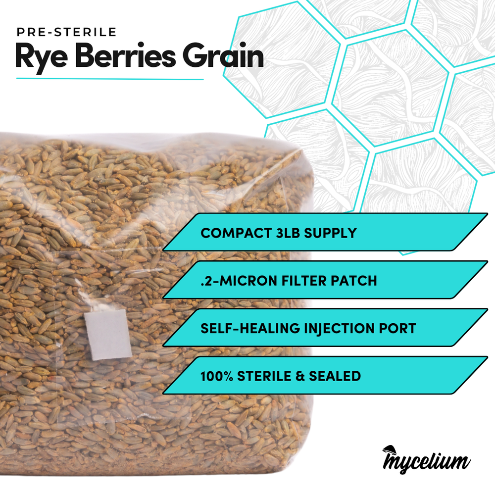 
                      
                        Sterile Rye Berries Grain Spawn
                      
                    