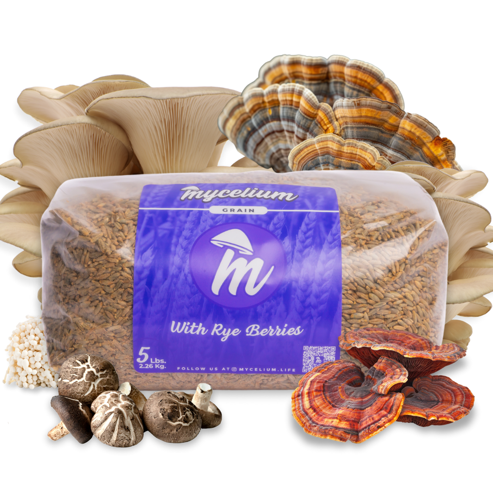 Sterile Rye Berries Grain Spawn