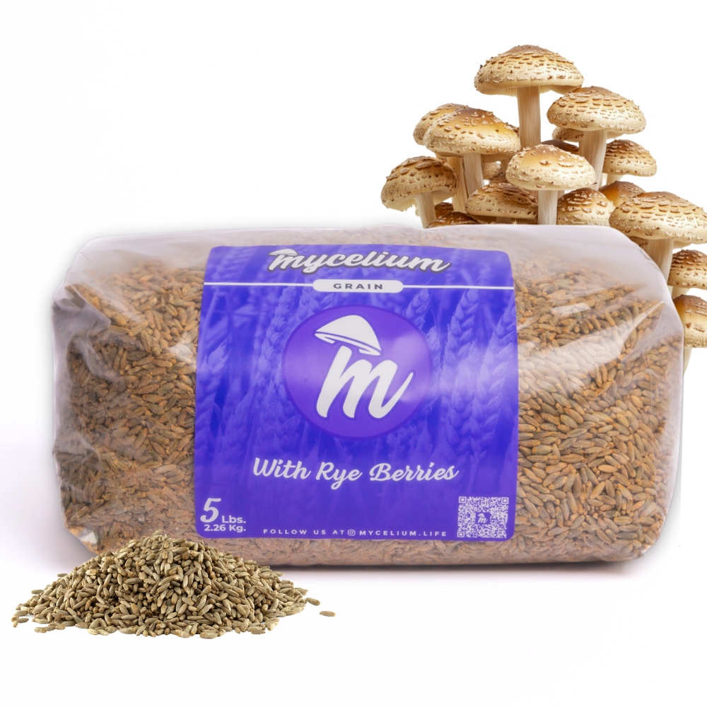 Sterile Rye Berries Grain Spawn