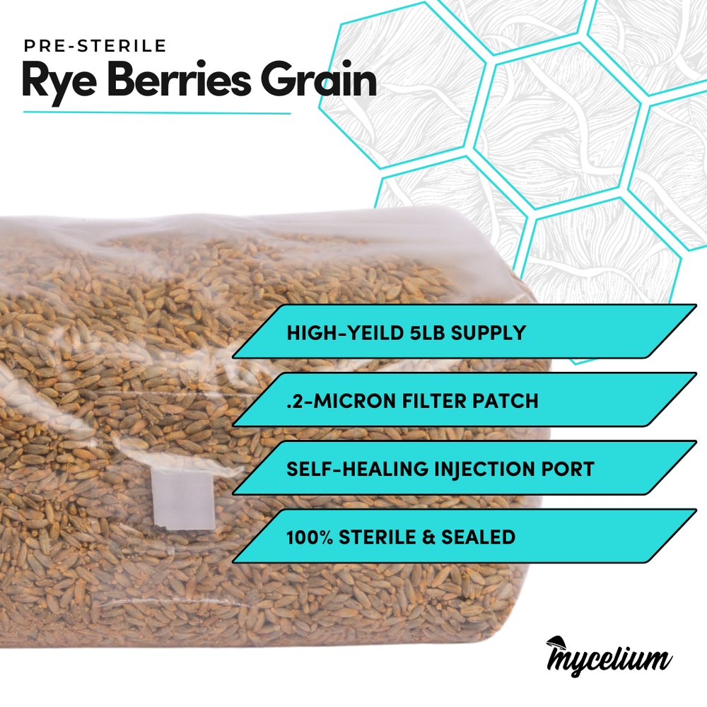 Sterile Rye Berries Grain Spawn