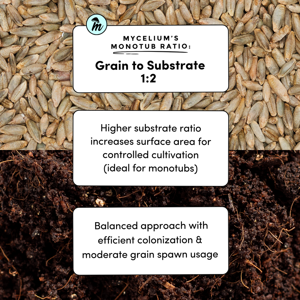 
                      
                        Sterile Rye Berries Grain
                      
                    