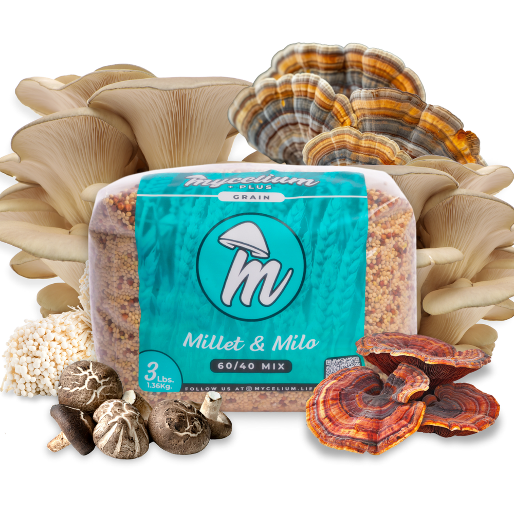 
                      
                        Sterile Mycelium+ Millet/Milo Grain Mix
                      
                    