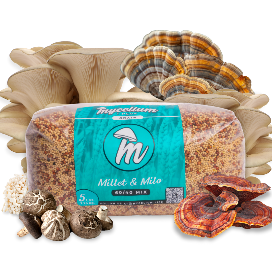 Sterile Mycelium+ Millet/Milo Grain Mix