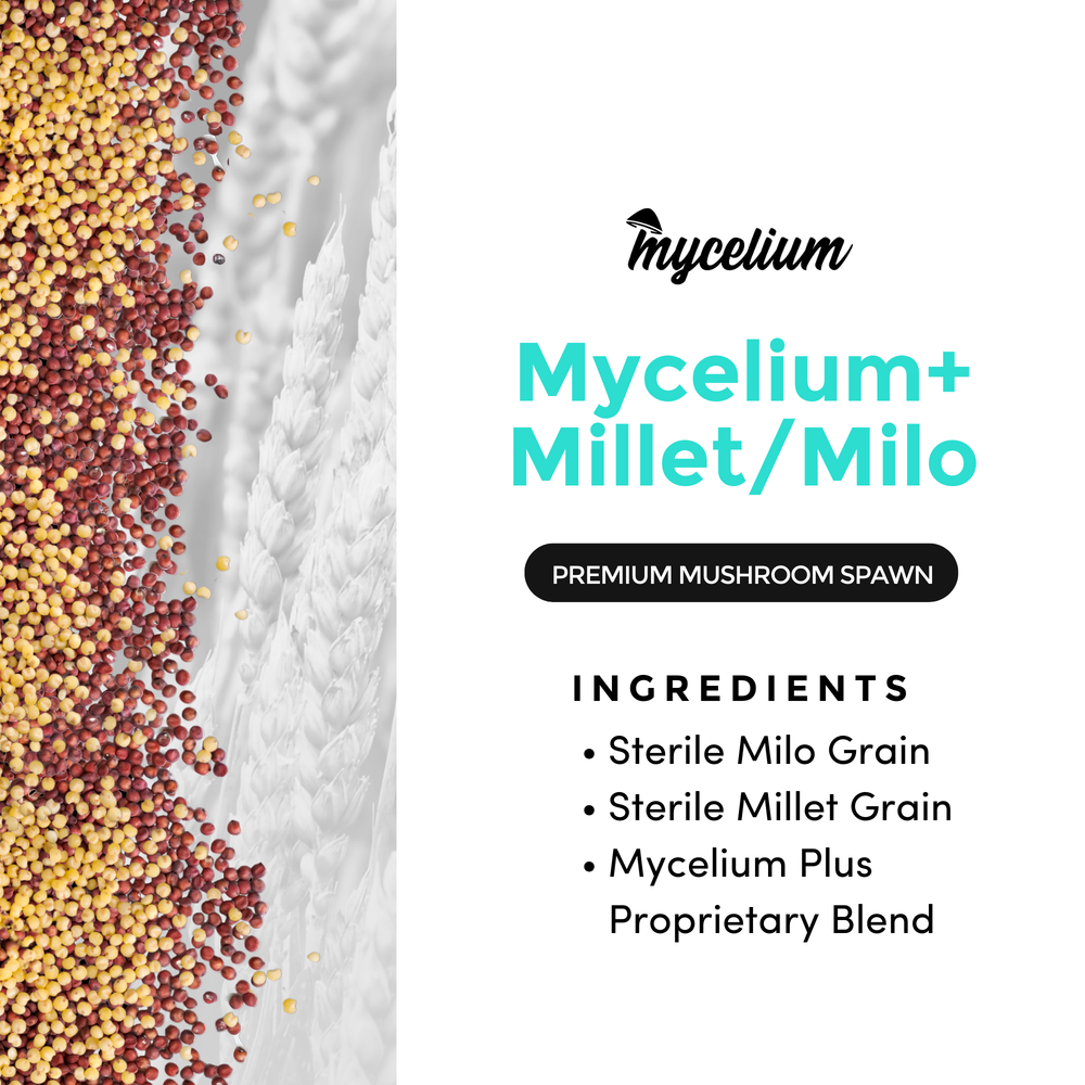 
                      
                        Sterile Mycelium+ Millet/Milo Grain Mix
                      
                    