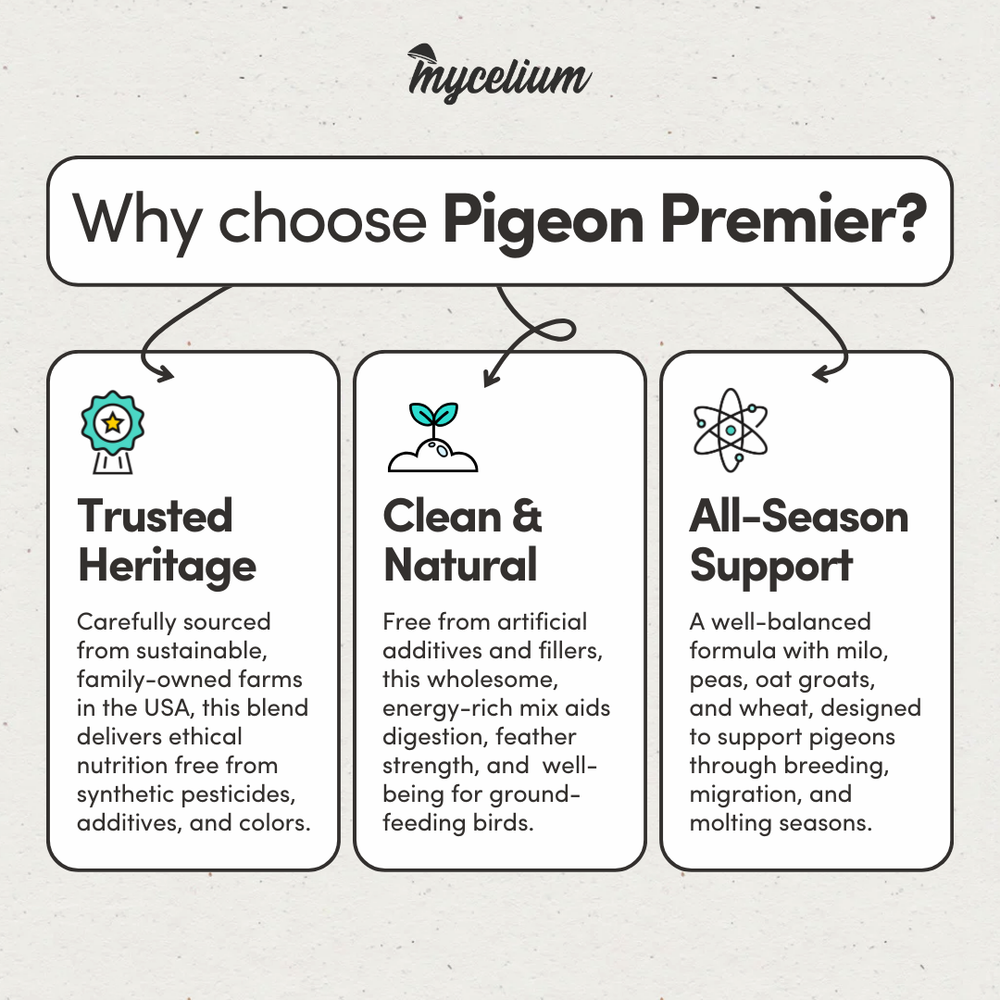 
                      
                        Pigeon Premier
                      
                    