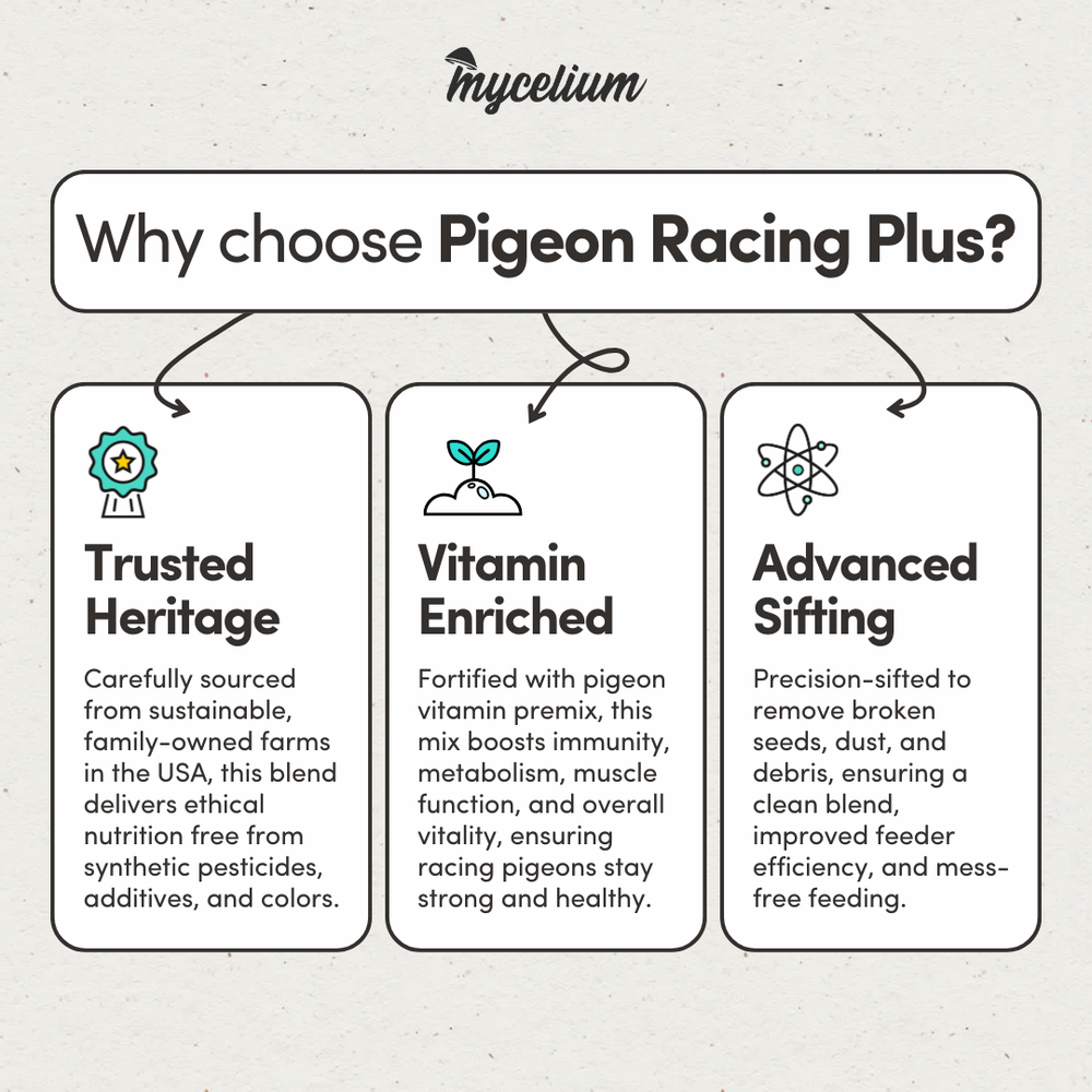 
                      
                        Pigeon Racing Plus
                      
                    