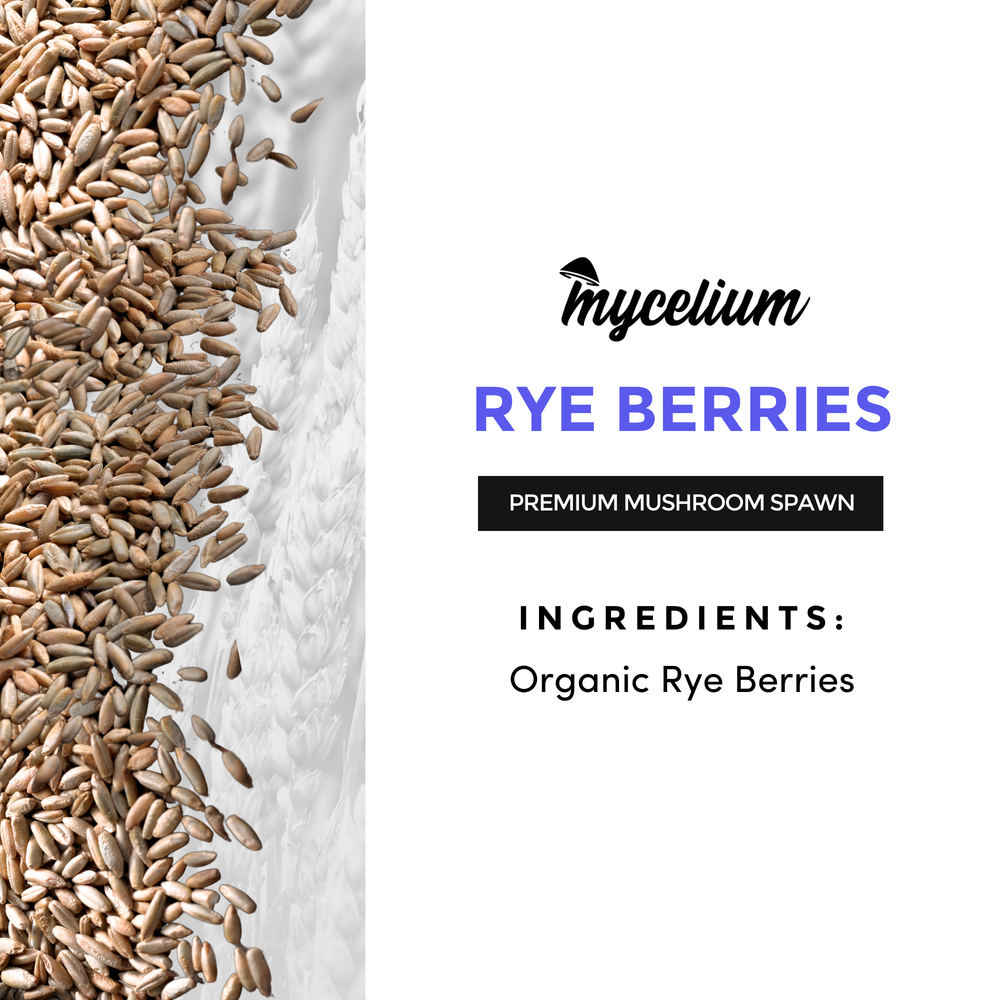 
                      
                        Rye Berries Grain
                      
                    