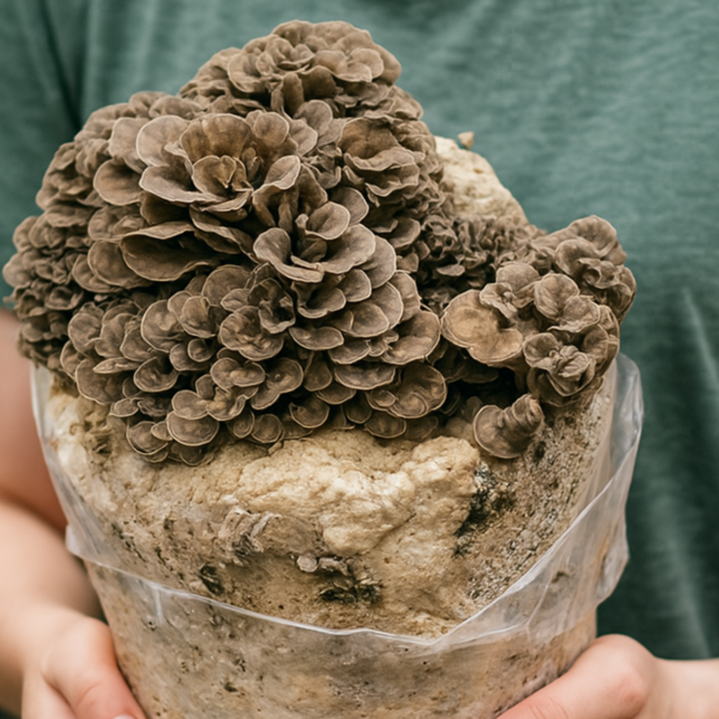 Maitake Mushroom Grow Kit - Alder & Soy Hull with Millet/Milo