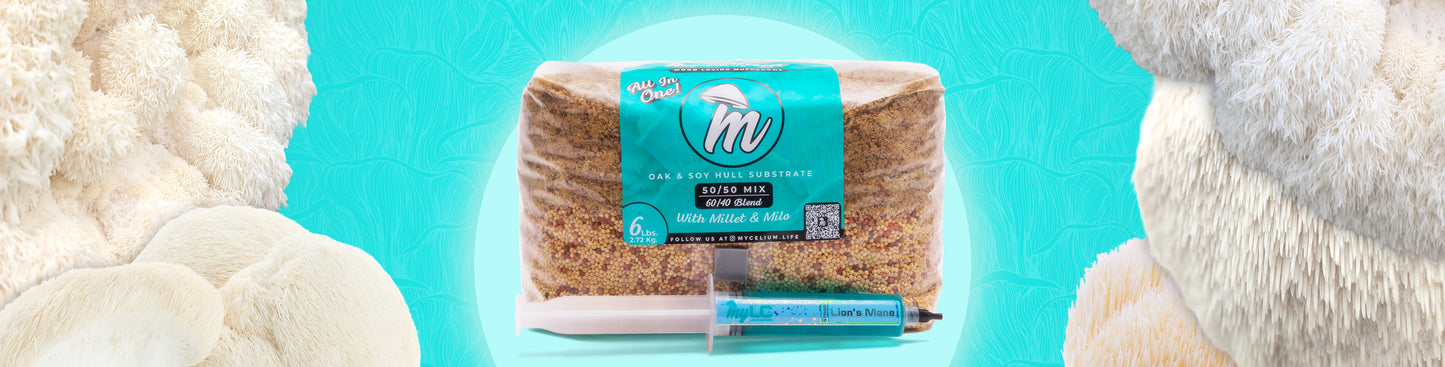 Mycelium Life