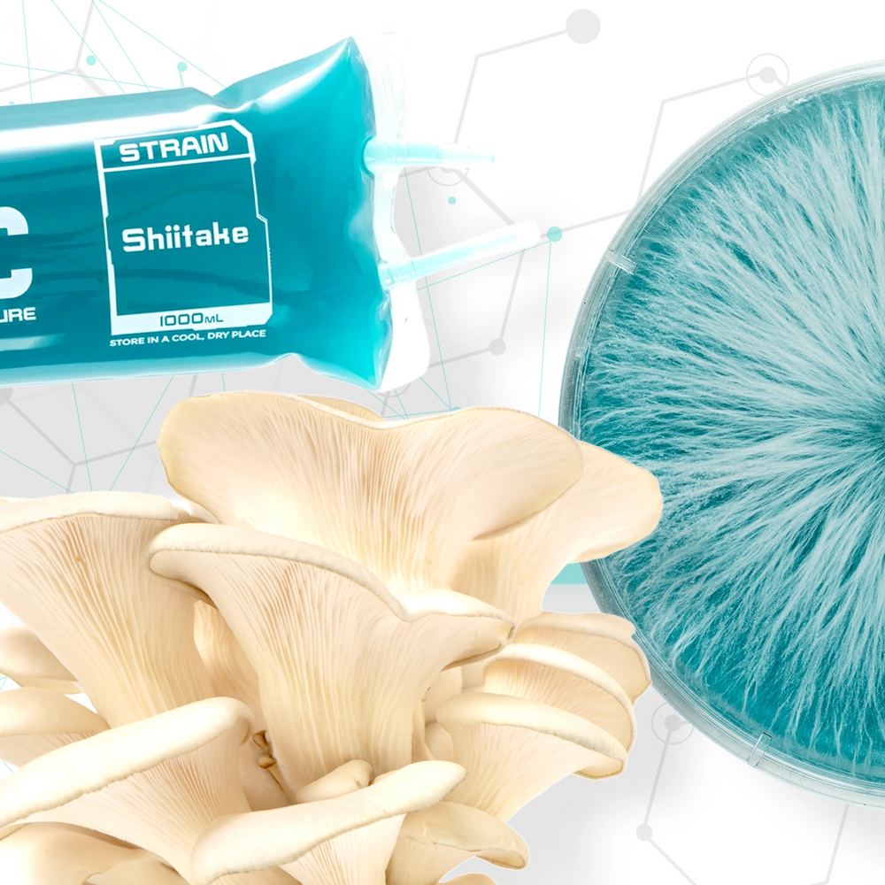 Mycelium Life