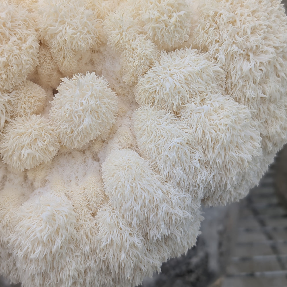 
                      
                        Lions Mane Mushroom Grow Kit - Oak & Soy Hull with Millet Grain
                      
                    