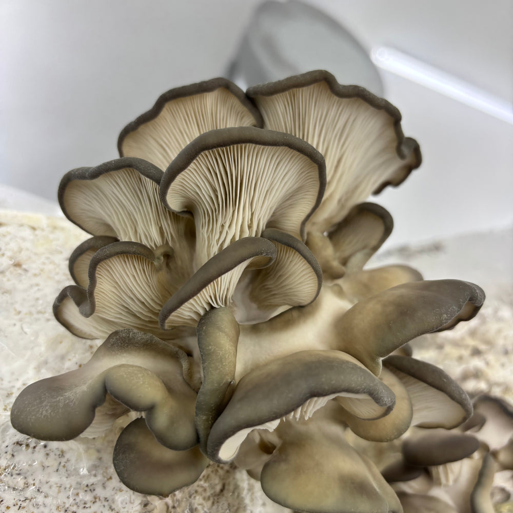 Fruiting & Harvest Guide