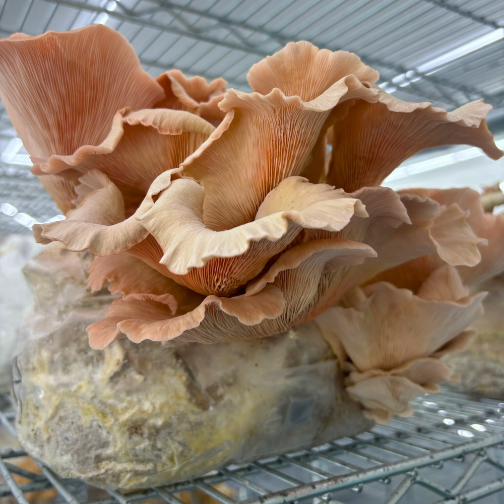 Pink Oyster Mushroom Grow Kit - Alder & Soy Hull with Millet/Milo