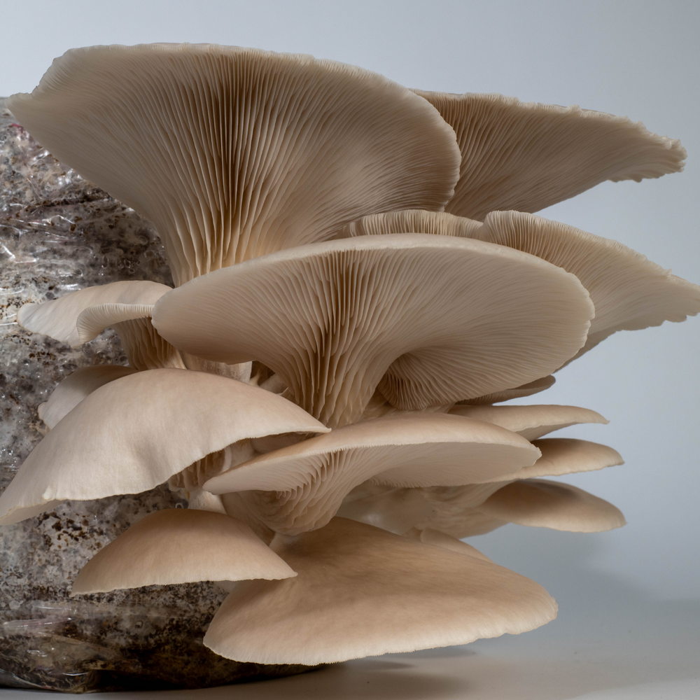 Snow Oyster Mushroom Grow Kit - Alder & Soy Hull with Millet/Milo