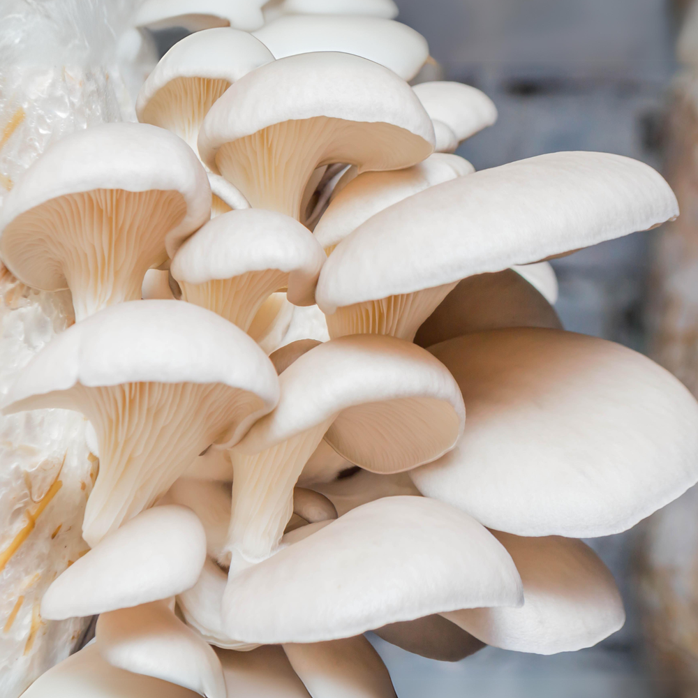 
                      
                        Snow Oyster Mushroom Grow Kit - Oak & Soy Hull with Millet Grain
                      
                    