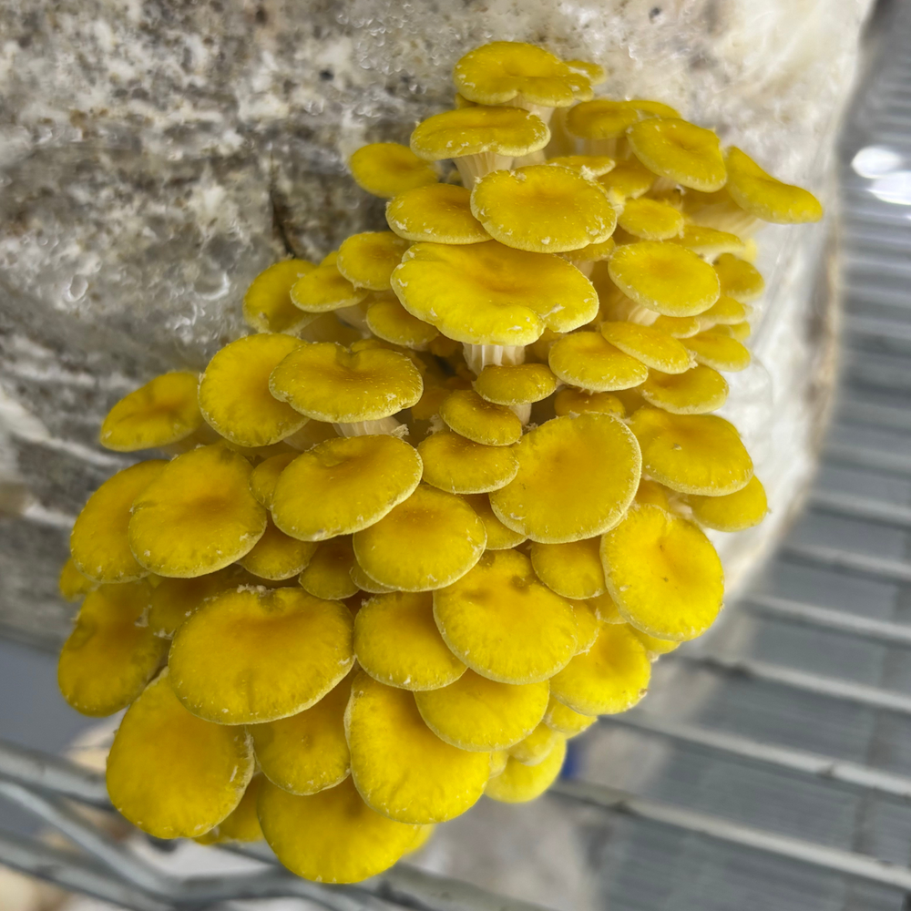 Yellow Oyster Mushroom Grow Kit - Alder & Soy Hull with Millet/Milo