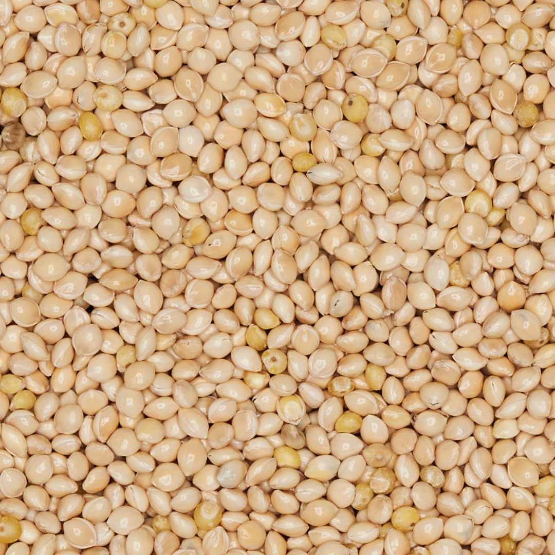 Sterile Millet Grain Spawn