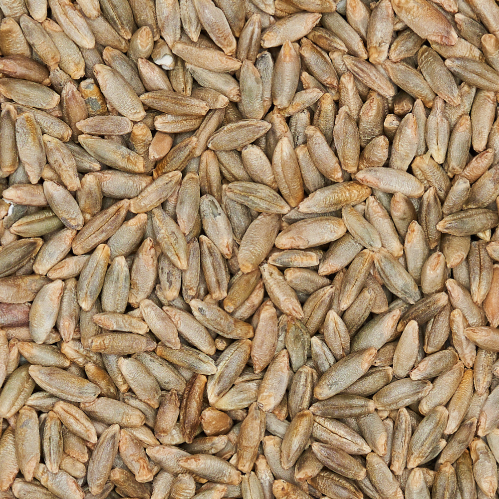 
                      
                        Sterile Rye Berries Grain Spawn
                      
                    